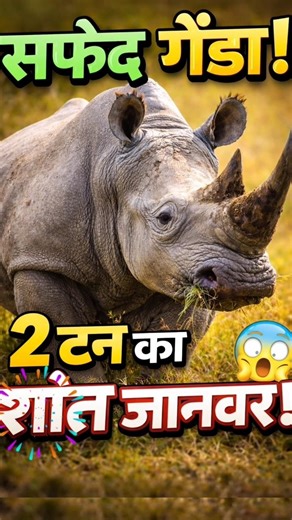 White Rhinoceros: white rhino #Whiterhino #facts #AnimalReel #ViralReels #Trending #viralfacts