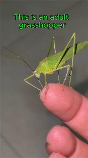 Baby vs Adult Grasshopper