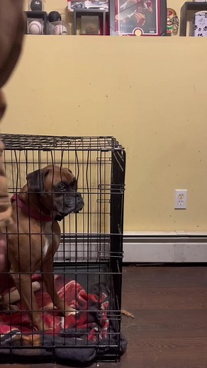 Discover How Boxer Dog Escapes Crate | Burning Bull Team