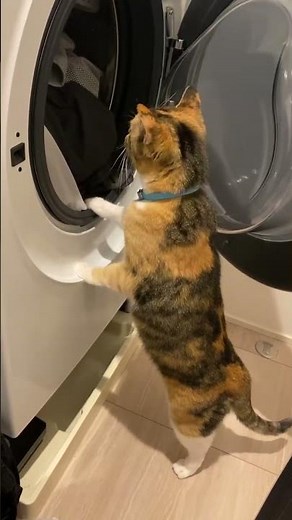 大晦日に999本、元旦に1000本目の動画投稿させていただきました、今年は運が良いです！