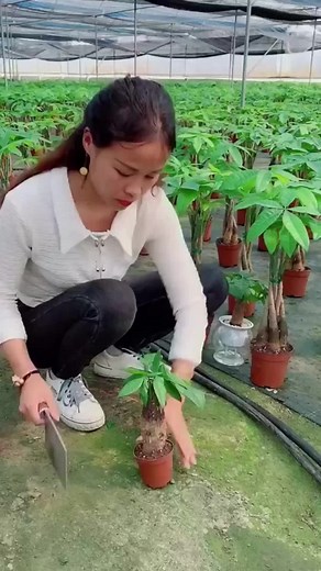 Tiktoker ✅ trên TikTok