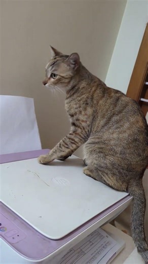 Cat Studies Printer Mechanics, Still Prefers Sitting on Keyboard