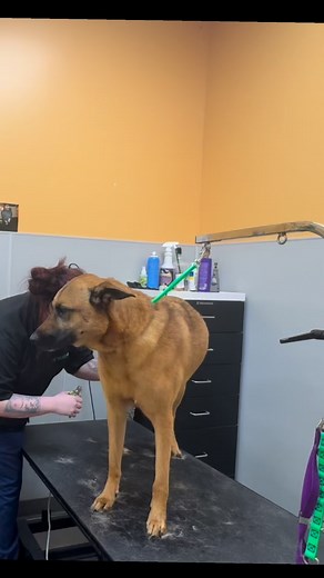 Eli, our amazing groomer who specializes in working with anxious and nervous dogs — helping them feel safe, calm, and cared for!  Luna came in for her very first grooming appointment!  She was such a sweetheart — just a little nervous. . Book online https://www.petevolution.com/wa-shoreline/ or call us at 206-331-4441 #PetEvolution #HelpingPetsLiveTheGoodLife #Grooming#PuppyGrooming #FirstGroom #TidyUpTime #StressFreeGrooming #HappyPup #GentleCare | Pet Evolution | Facebook