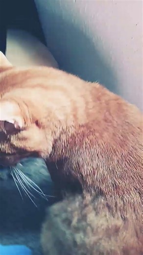 tabby cat simon🎃💀😌💅🤣 #cute #funny #cat #memes #amazingroblox #roblox #robloxedit