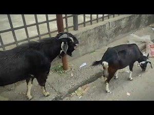 Male Goat Follow the Female Goat