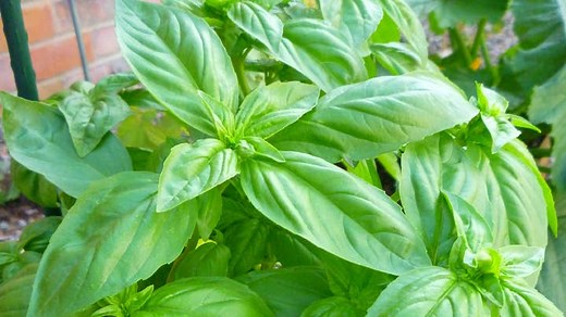 How to Care for Sweet Basil