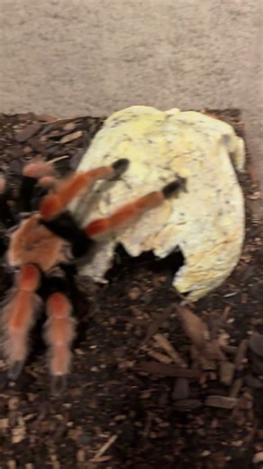 Mexican fireleg tarantula (Brackypelma boehmei) #shorts
