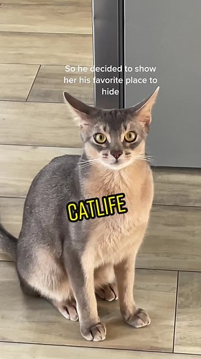 Abyssinian Kitten and Cat Life Moments