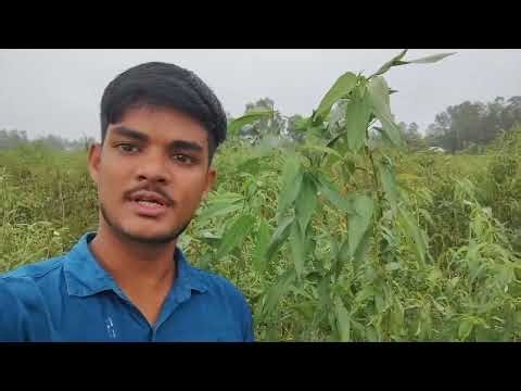 See how to cultivate jute for seed production