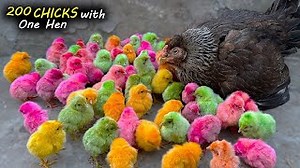 13K views · 168 reactions | 100 Colorful Chicks With one Broody hen - Hen Raising Many Color chicks #chicks #broodyhen #henhatcing #chicks #fblifestyle | Mian Inventions | Facebook