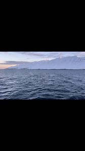16 reactions | Great November here in Dalvik north Iceland. Likely 30 hunpback whales around and groups from 4-7 daily. | Arctic Sea Tours | Facebook