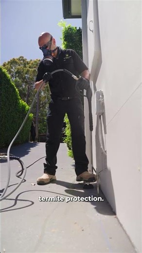 Termite Damage And Home Insurance - You May Not Be Covered