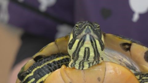 Capital Region BOCES students foster rescued turtle | Haystack News