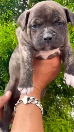 8810623046 American Bully Male heavy bone thick paws strong build puppy#dpg#viral#pets#bully#ambull