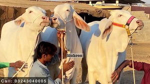 33 reactions | BEAUTIES LINE UP 珞 FOR QURBANI LOVERS NUKRI HI NUKRI SEASON 2023 ❤️ | Pakistan cattle market | Facebook