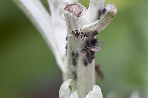 How can I keep ants out of pots?