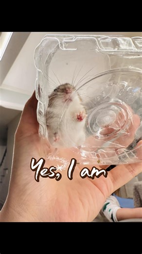 How two cats and a mouse became friends! #catsoftiktok #catlover #catlife #catandmouse #catsandmouse