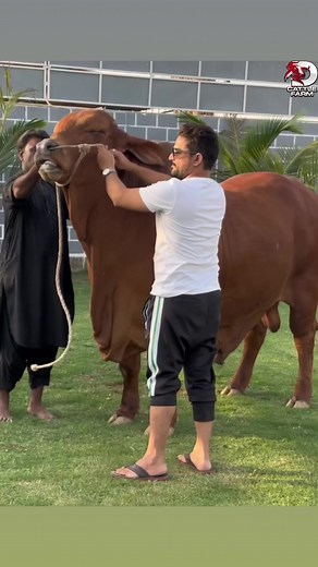 112K views · 2.3K reactions | King of The RinG #future champion  | D Cattle Farm | Facebook