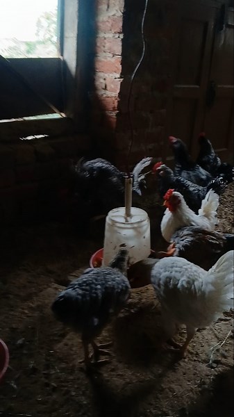 Chicken matting #ytshorts #shorts ##100kaamhain