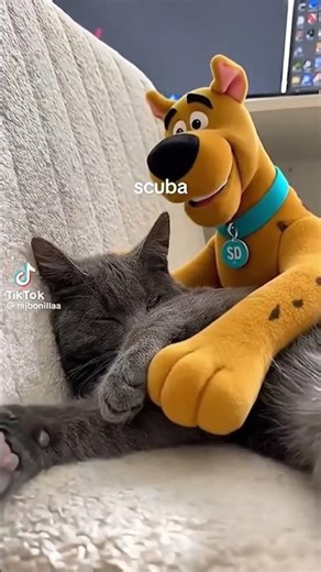 Scooby-Doo wakes up my Cat and she is irritated #cat #catlaughs