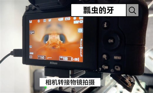 瓢虫的牙，你见过吗