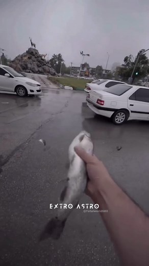 Have you ever seen a rain of fishes? 🐟 #science #facts #rainoffish #reelsfb #reelitfeelit | Extro Astro