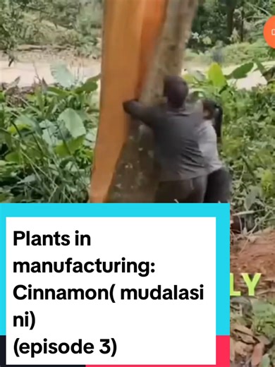 You probably eat this bark every single day cinnamon doesn't come from seeds or roots actually the inner back of the tree. Farmers carefully cut into the truck of young cinnamon trees peeling the strips of the bark by hand. The tough outer layer is striped off revealing a soft fragrant inner layer . These rolls are then set up to dry in the sun. Where they curl into sticks u know as cinnamon. When dry they are cut, dried and shipped all around the world. Ending up in ur deserts , coffee even sav