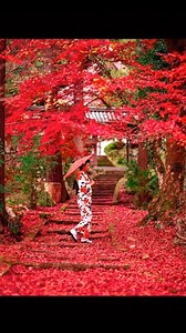 “ Ryuonji Temple” ❤️⛩️ 🏮🪭 “ This is a hidden temple in Kyoto with beautiful autumn leaves. It has become popular recently and is filled with galleries on mornings after the rain…” >> It seems to be in full bloom again this year. >> In the past pics, the colour of the photo was dyed very red. * Filmed in November 2020 ©️ 📸 @sanbonsuge1986 | Japan Entertainment