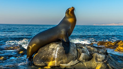 Where to See Sea Lions in California