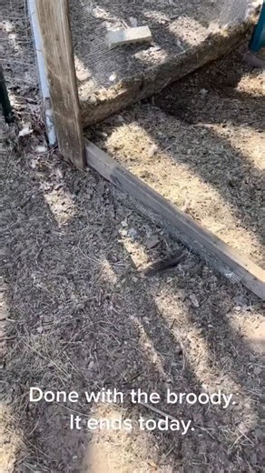 chic chiken on Instagram: "No more brooding! #chickensoftiktok #chick #chicken #chickenproblems #farm #farmlife #farmproblems #chickenmom #motherofchickens #mamahen #chickenlife #chickentok #pet #hen #poultry #mcmurrayhatchery #elliemae #partridgerock #broody #grumpy #pissedmomma #fussy #nest"