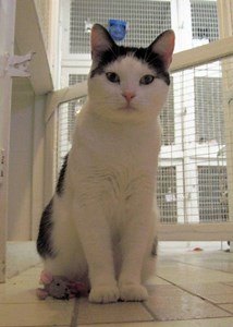 Rescue Pet of the Week: Ruby the Cat