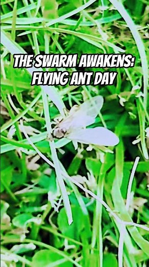 The Swarm Awakens: Flying Ant Day #nature #shorts