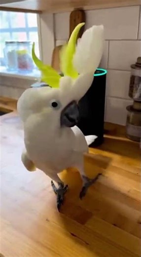 24 Kitchen Moments with a Playful White Parrot