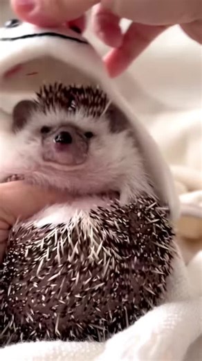 Caring for Baby Hedgehogs: A Complete Guide