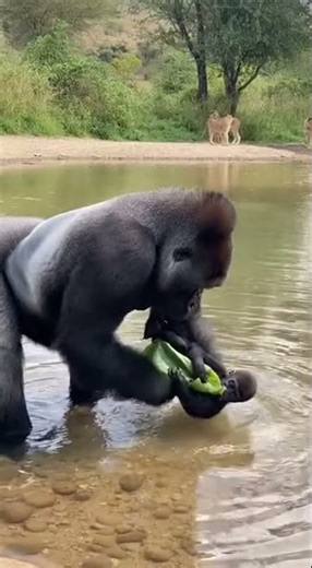 A Lesson In Gentle Care From A Silverback To The Jungle Lions