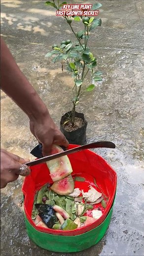 🍋 Grow Key Lime Faster in Grow Bags! 💥 Secret Trick Revealed #shorts #keylime #gardening #growbags