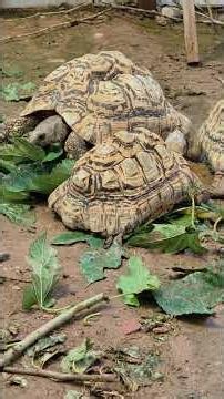 after misting sulcata aldabra radiata pardalis and red-footed tortoises