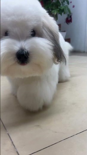 coton de tulear kennel 棉花面纱犬舍 #kennel #cutepet #cotondetulear #cutedog #coton