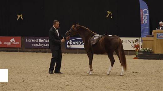 Thistledown King of Thieves – a proven champion with an impressive record 🏆 Royal Bath & West Championship Winner and several wins including Royal Cheshire. Sold for £7,400, and we’re confident this superstar has many more wins ahead ✨ Clee Tompkinson & Francis - Equine 🎥Carlam #thistledownponyauction #thistledownstud #Thistledown | Thistledown
