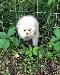 479K views · 4.7K reactions | Check out this adorable dog! #ourgreatfuture #adorabledog #cutedog #whitedog | Our Great Future - OGF | Facebook