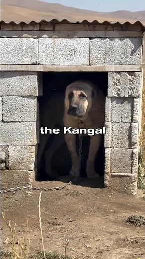 The Dog That Wolves Fear | Kangal