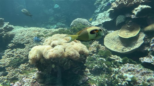 #和歌山 #串本 #串本海中公園 #魚