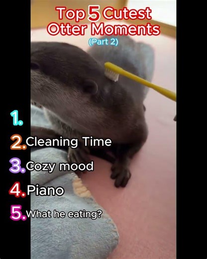 Ranking the Cutest Otter Moments 🦦 #AnimalCompilation #Cute #Trending