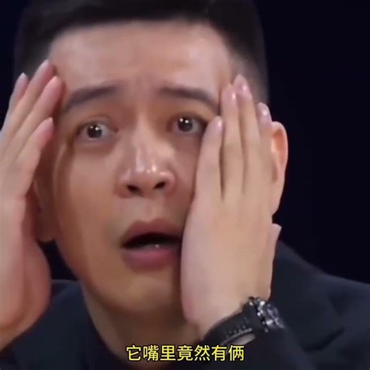 Dog This is called smart capture#Entertainment#Entertainment Review Awards