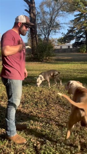 Legend 😍🥰 | Wheeler Bullies