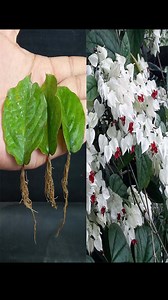 How To Grow Clerodendrum Plants From Leaves | Dian Creative