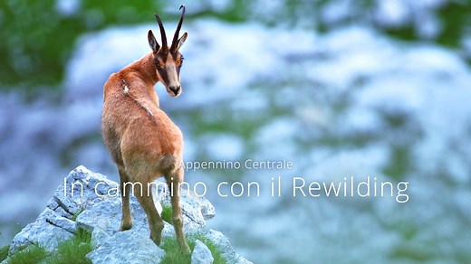 "Central Apennines, A Rewilding Journey" is a short, 11-minute video by Bruno D'Amicis and Umberto Esposito. Produced by two people with intimate knowledge of rewilding in the Central Apennines of Italy, this short film explores the positive ecological impact of rewilding, but also focuses on people, the socio-economic benefits of nature recovery and the benefits it offers to local communities. | Rewilding Europe