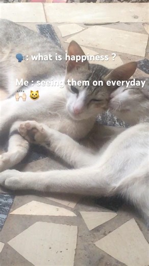 Do you have any cats in your house? They are so cute how can we avoid them? … 😽😽😽 #cathouse