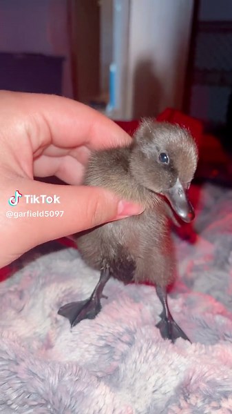 Duck Dancing: Tiny Little Baby Huey on Dancing with the Stars