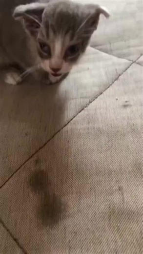 Відео користувача ( (@sonku011) на тему «Cat Screaming At Door»